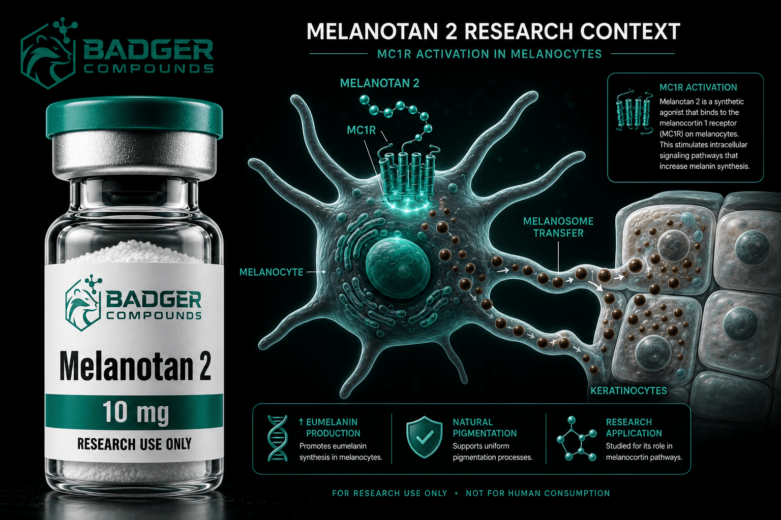 Melanotan II alpha-MSH analog melanogenesis MC1R research peptide vial