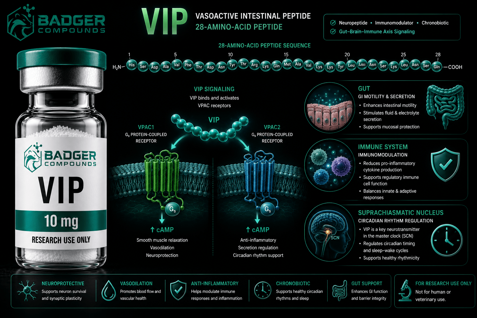 Vasoactive intestinal peptide VIP research vial with VPAC receptor and circadian clock motifs