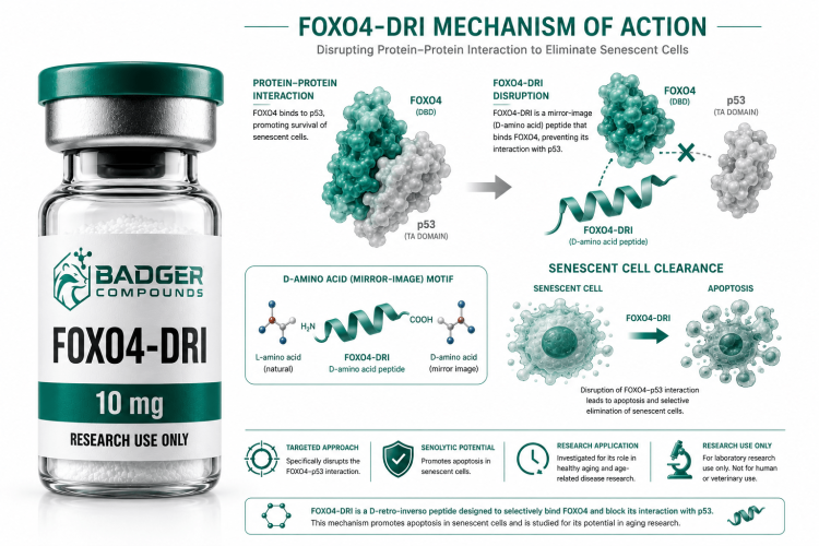 FOXO4-DRI D-retro-inverso senolytic peptide p53 research vial